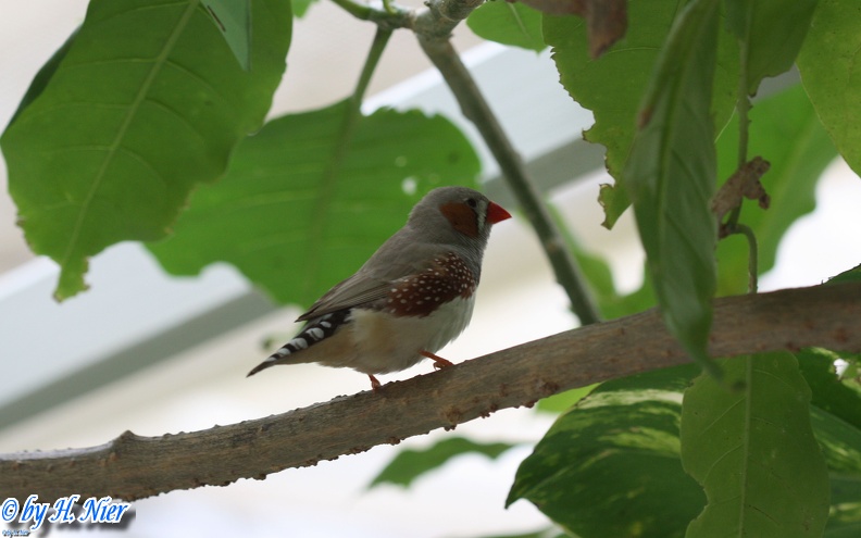 Taeniopygia guttata -  2. Fund