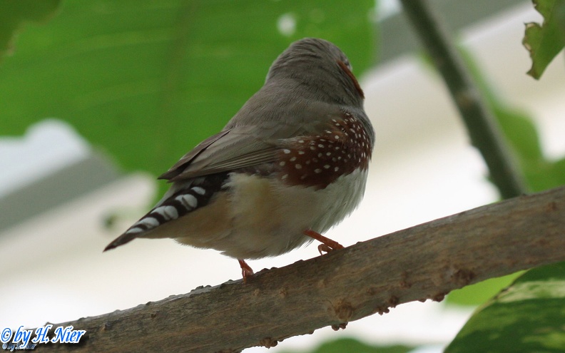 Taeniopygia guttata -  2. Fund