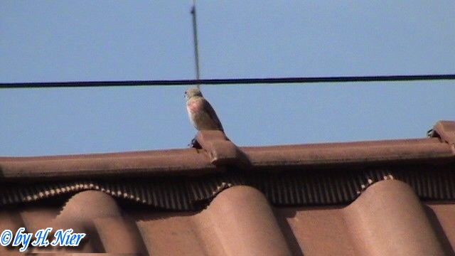 carduelis_cannabina_3b.jpg