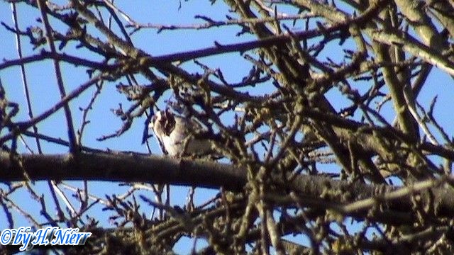 <a href='picture.php?/4416/category/1570'>Carduelis carduelis - 4. Fund</a> Carduelis carduelis - 4. Fund