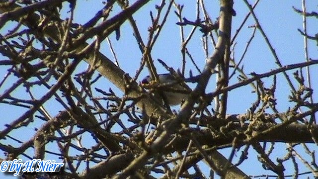 <a href='picture.php?/4417/category/1570'>Carduelis carduelis - 4. Fund</a> Carduelis carduelis - 4. Fund