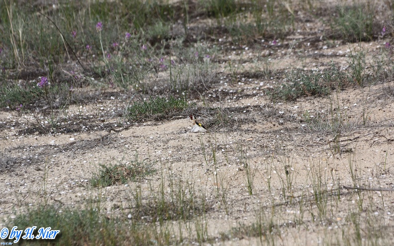 Carduelis carduelis -  6. Fund
