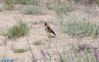 Carduelis carduelis -  6. Fund