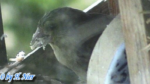 <a href='picture.php?/11833/category/4087'>Chloris chloris - 2. Fund</a> Chloris chloris - 2. Fund