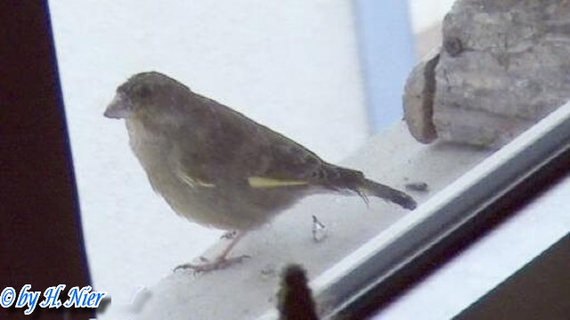 <a href='picture.php?/11834/category/4087'>Chloris chloris - 2. Fund</a> Chloris chloris - 2. Fund