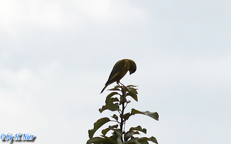 <a href='picture.php?/11835/category/4087'>Chloris chloris - 3. Fund</a> Chloris chloris - 3. Fund