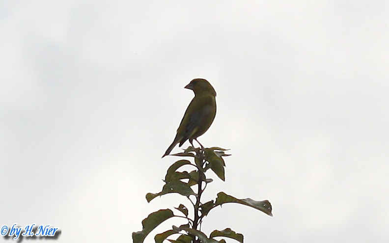 Chloris chloris -  3. Fund