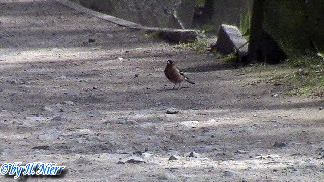 Fringilla coelebs -  3. Fund (Männchen)