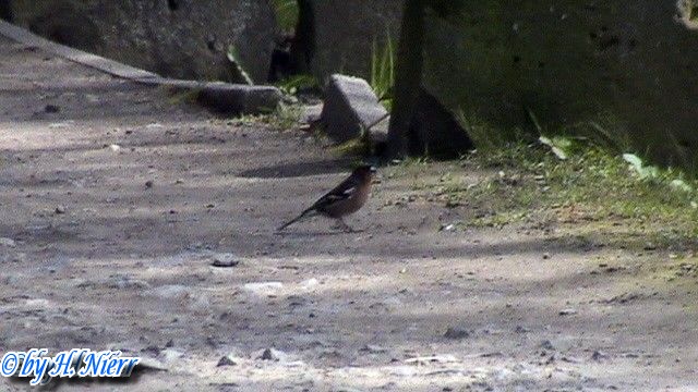 Fringilla coelebs -  3. Fund (Männchen)