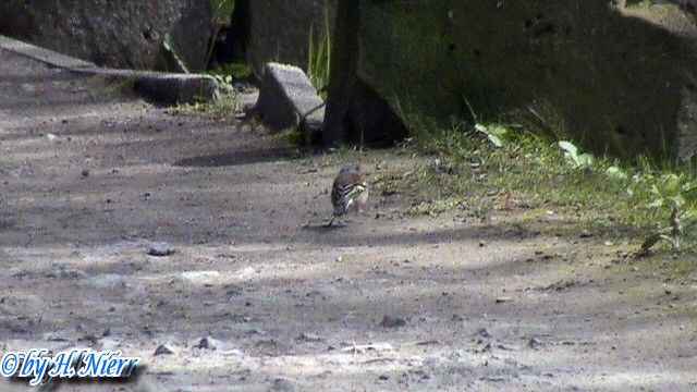 Fringilla coelebs -  3. Fund (Männchen)