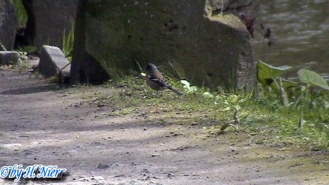 Fringilla coelebs -  3. Fund (Männchen)