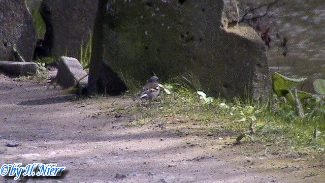 Fringilla coelebs -  3. Fund (Männchen)