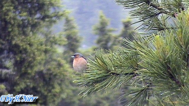 Fringilla coelebs -  4. Fund (Männchen)