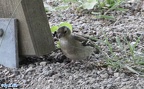 Fringilla coelebs -  6. Fund (Weibchen)