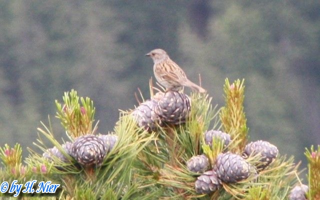 Fringilla montifringilla -  1. Fund