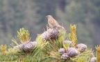 Fringilla montifringilla (Linnæus, 1758)