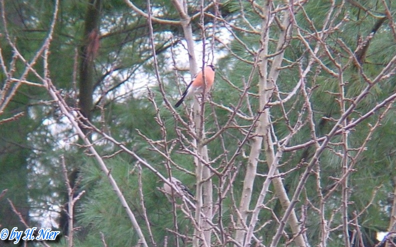 Pyrrhula pyrrhula -  2. Fund