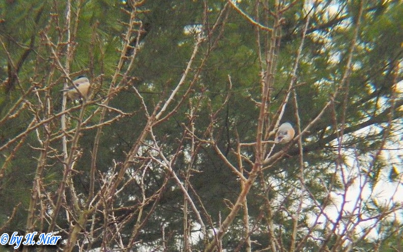 Pyrrhula pyrrhula -  2. Fund