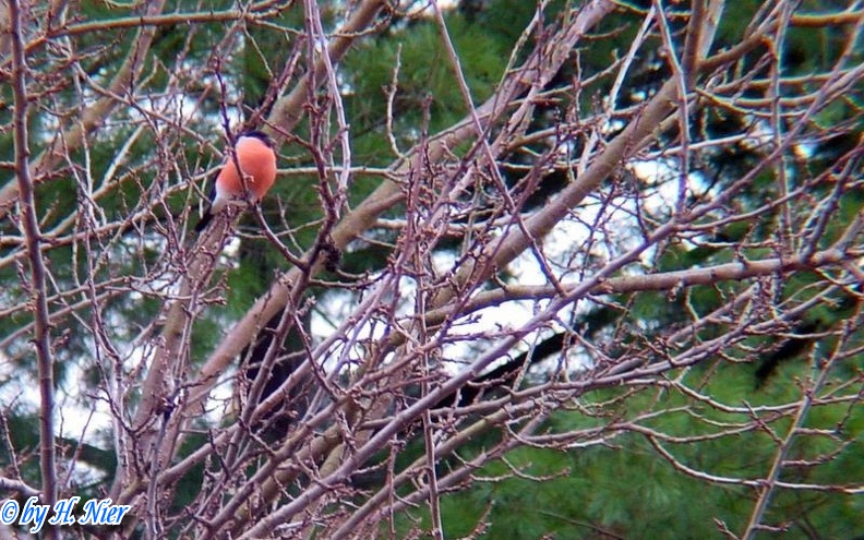 Pyrrhula pyrrhula -  2. Fund