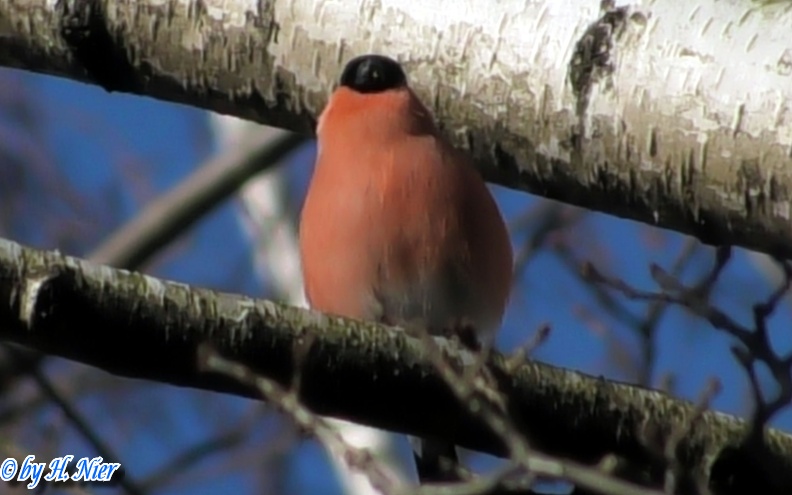 Pyrrhula pyrrhula -  5. Fund (Männchen)