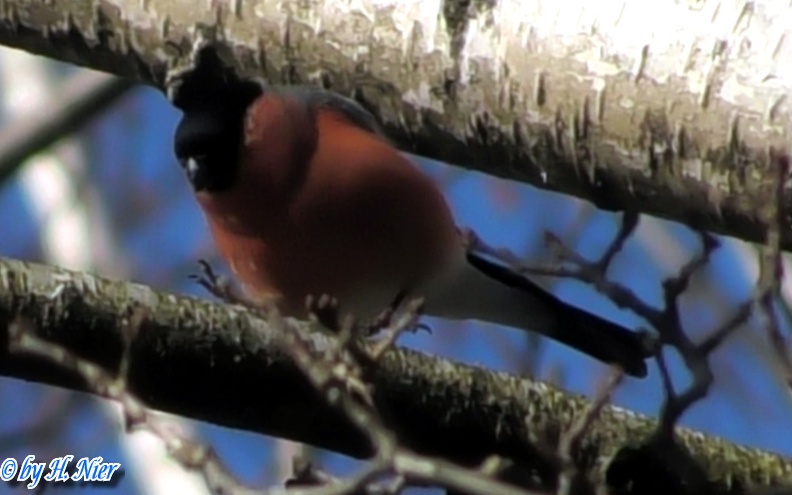 Pyrrhula pyrrhula -  5. Fund (Männchen)