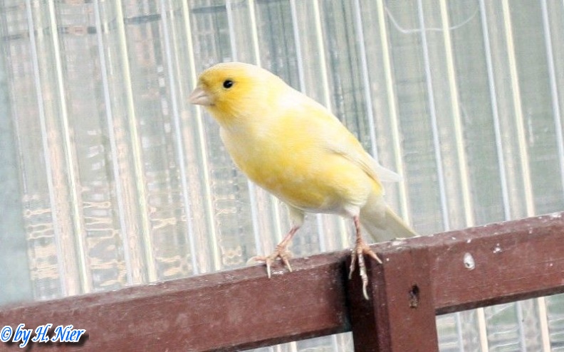 Serinus canaria forma domestica -  1. Fund