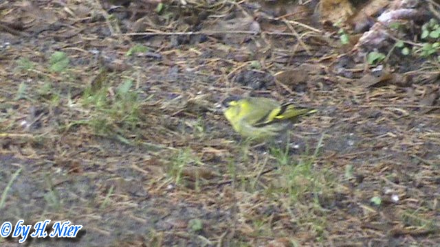 Spinus spinus -  2. Fund