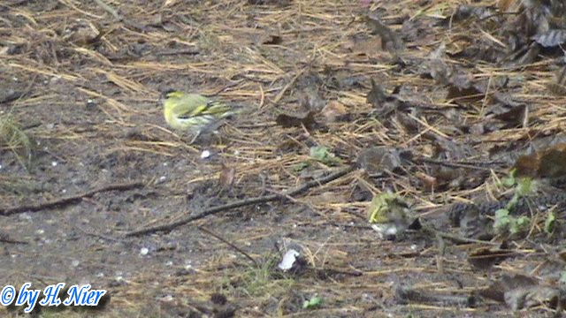 Spinus spinus -  2. Fund