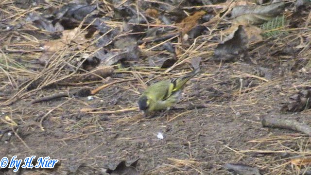 Spinus spinus -  2. Fund