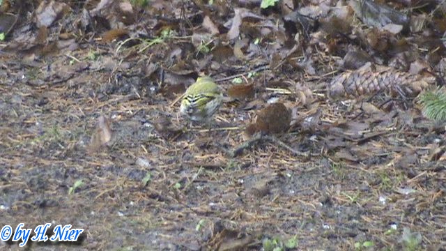 Spinus spinus -  2. Fund