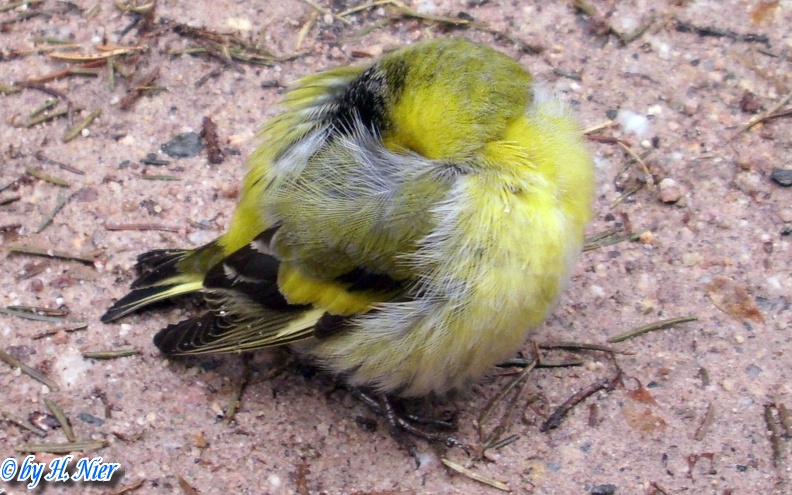 Spinus spinus -  3. Fund