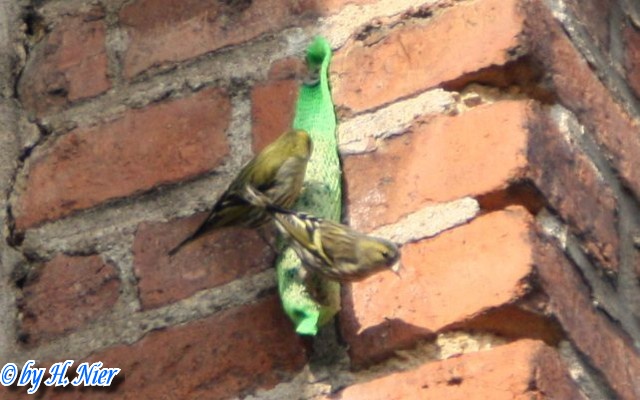 Spinus spinus -  4. Fund