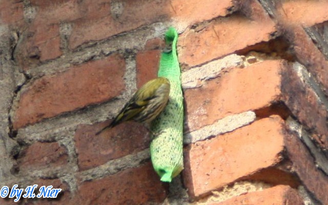 Spinus spinus -  4. Fund