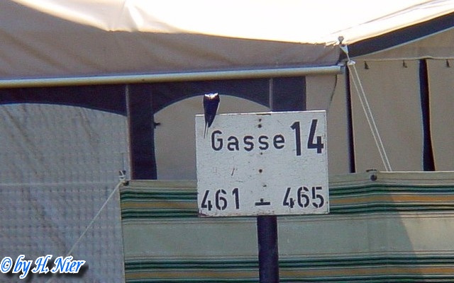 Hirundo rustica -  2. Fund