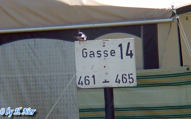 Hirundo rustica -  2. Fund