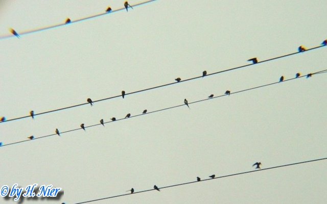 Hirundo rustica -  3. Fund