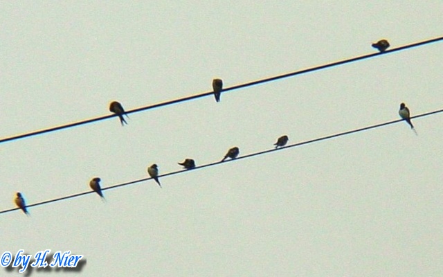Hirundo rustica -  3. Fund