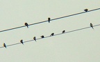 Hirundo rustica -  3. Fund