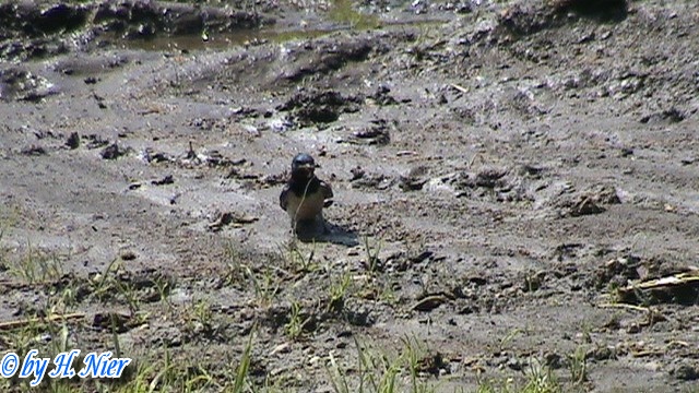 Hirundo rustica -  4. Fund