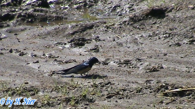 Hirundo rustica -  4. Fund