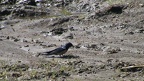 Hirundo rustica -  4. Fund