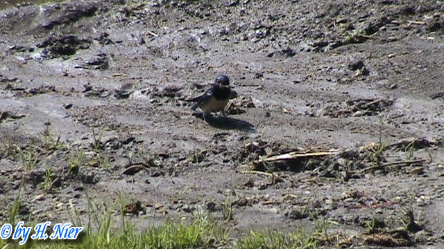 Hirundo rustica -  4. Fund