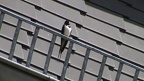 Hirundo rustica -  5. Fund