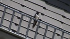 Hirundo rustica -  5. Fund