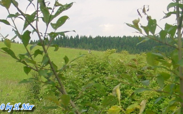 <a href='picture.php?/4955/category/1742'>Lanius collurio - 2. Fund (Männchen)</a> Lanius collurio - 2. Fund (Männchen)