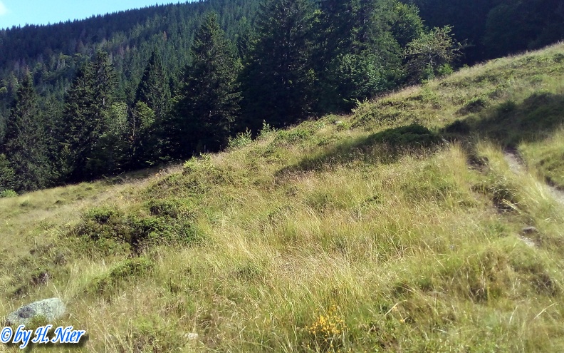 <a href='picture.php?/4959/category/1742'>Lanius collurio - 6. Fund (Männchen) (Fundortfoto)</a> Lanius collurio - 6. Fund (Männchen) (Fundortfoto)