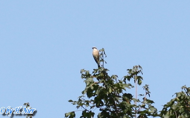 <a href='picture.php?/4961/category/1742'>Lanius collurio - 7. Fund (Männchen)</a> Lanius collurio - 7. Fund (Männchen)