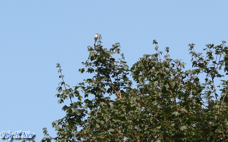 <a href='picture.php?/4962/category/1742'>Lanius collurio - 7. Fund (Männchen)</a> Lanius collurio - 7. Fund (Männchen)