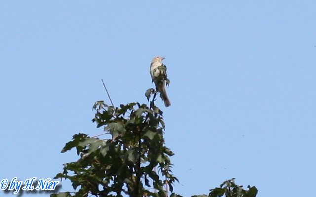 Lanius collurio -  8. Fund (Weibchen)