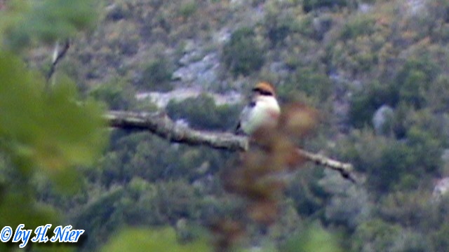 Lanius senator -  1. Fund